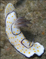   Nubi Mitsio wreck  